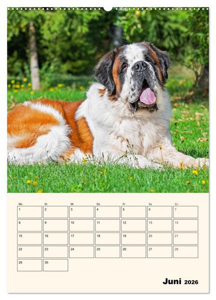 Produktbild: Bernhardiner - Mit dem St. Bernhardshund durch das Jahr (hochwertiger Premium Wandkalender 2026 DIN A2 hoch), Kunstdruck in Hochglanz