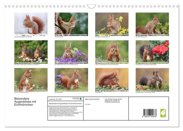 Produktbild: Besondere Augenblicke mit Eichh&ouml;rnchen (Wandkalender 2026 DIN A3 quer), CALVENDO Monatskalender