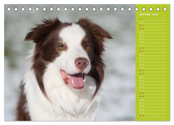 Produktbild: Border Collies - nicht nur schwarzwei&szlig; (Tischkalender 2026 DIN A5 quer), CALVENDO Monatskalender