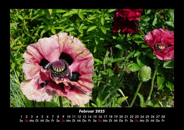 Produktbild: Blumenkalender 2025 Fotokalender DIN A3