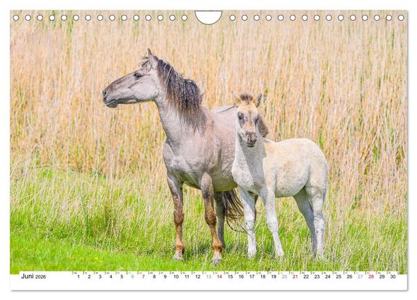 Produktbild: Ein Herz f&uuml;r Wildpferde (Wandkalender 2026 DIN A4 quer), CALVENDO Monatskalender