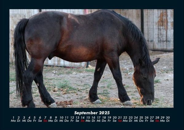 Produktbild: Pferdetraum 2025 Fotokalender DIN A4