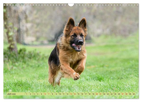 Produktbild: Altdeutsche Sch&auml;ferhunde - Traumhafte Sch&auml;ferhunde Langstockhaar (Wandkalender 2026 DIN A3 quer), CALVENDO Monatskalender
