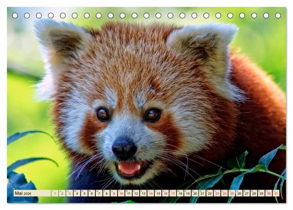 Produktbild: Kleiner Panda (Tischkalender 2026 DIN A5 quer), CALVENDO Monatskalender