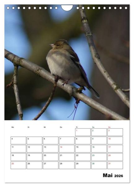 Produktbild: Heimische Singv&ouml;gel (Wandkalender 2026 DIN A4 hoch), CALVENDO Monatskalender