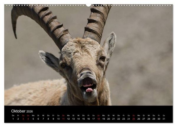 Produktbild: Steinwild in den Schweizer Voralpen (hochwertiger Premium Wandkalender 2026 DIN A2 quer), Kunstdruck in Hochglanz