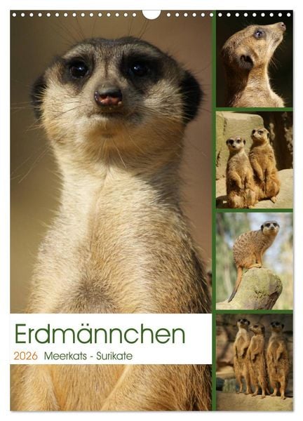 Erdmännchen-Meerkats-Surikate (Wandkalender 2026 DIN A3 hoch), CALVENDO Monatskalender