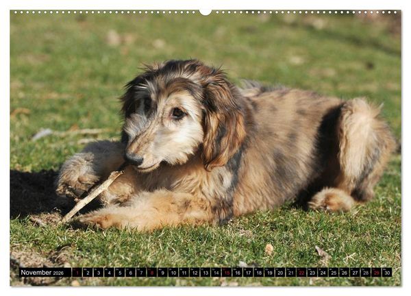 Produktbild: Kinder des Windes - Afghanischer Windhund (hochwertiger Premium Wandkalender 2026 DIN A2 quer), Kunstdruck in Hochglanz