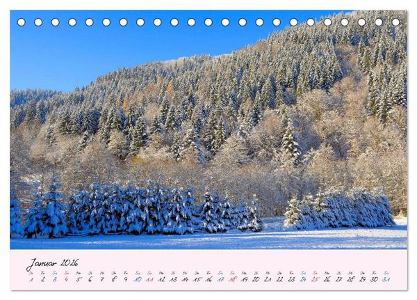 Produktbild: Wald und Baum 2026 (Tischkalender 2026 DIN A5 quer), CALVENDO Monatskalender
