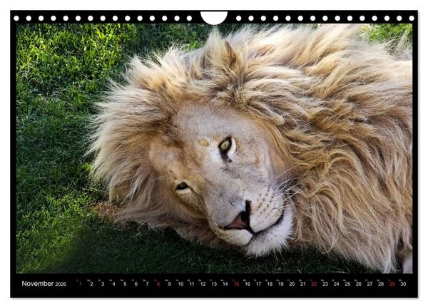 Produktbild: S&Uuml;DAFRIKA Augenblicke (Wandkalender 2026 DIN A4 quer), CALVENDO Monatskalender