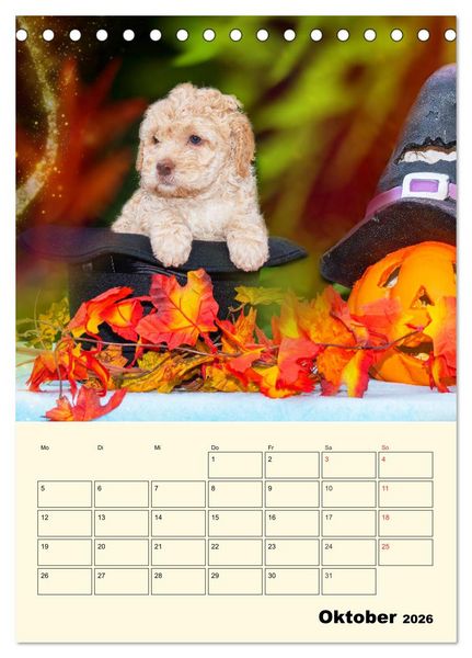 Produktbild: Jahresplaner Lagotto Romagnolo Welpen (Tischkalender 2026 DIN A5 hoch), CALVENDO Monatskalender