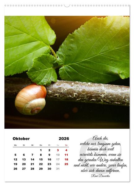 Produktbild: Schnecklein (Wandkalender 2026 DIN A2 hoch), CALVENDO Monatskalender