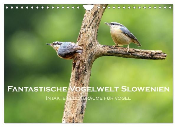 Produktbild: Fantastische Vogelwelt Slowenien (Wandkalender 2026 DIN A4 quer), CALVENDO Monatskalender