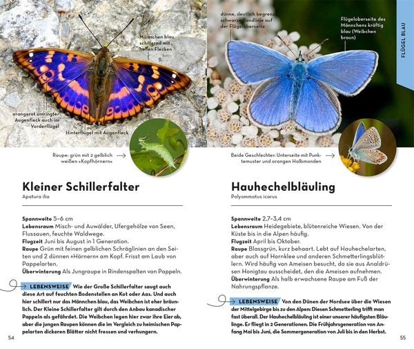 Produktbild: Basic Schmetterlinge