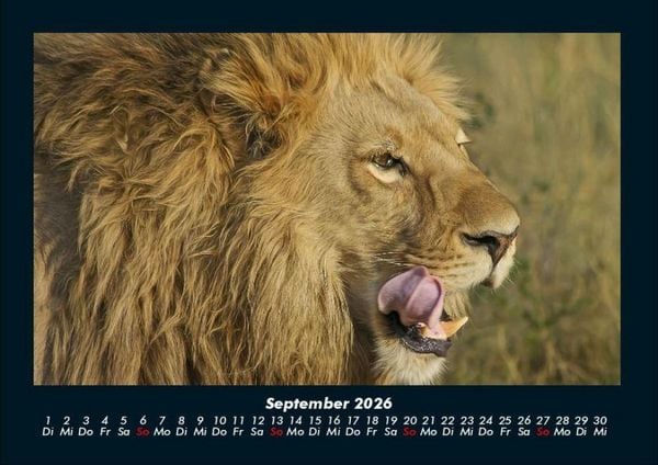 Produktbild: L&ouml;wen in der Wildnis 2026 Fotokalender DIN A4