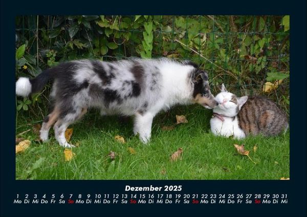 Produktbild: F&uuml;r Katzenfreunde 2025 Fotokalender DIN A4