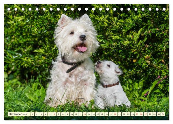 Produktbild: Kobold auf 4 Pfoten - West Highland White Terrier (Tischkalender 2026 DIN A5 quer), CALVENDO Monatskalender
