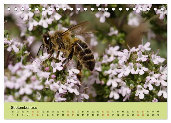 Produktbild: Bienen bei der Arbeit (Tischkalender 2026 DIN A5 quer), CALVENDO Monatskalender