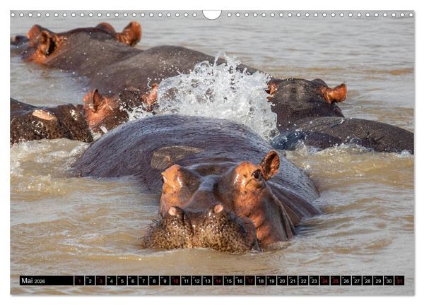 Produktbild: Hippos im s&uuml;dlichen Afrika (Wandkalender 2026 DIN A3 quer), CALVENDO Monatskalender