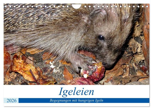 Produktbild: Igeleien - Begegnungen mit hungrigen Igeln (Wandkalender 2026 DIN A4 quer), CALVENDO Monatskalender