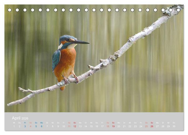 Produktbild: Der Eisvogel, ein Juwel der Natur (Tischkalender 2026 DIN A5 quer), CALVENDO Monatskalender