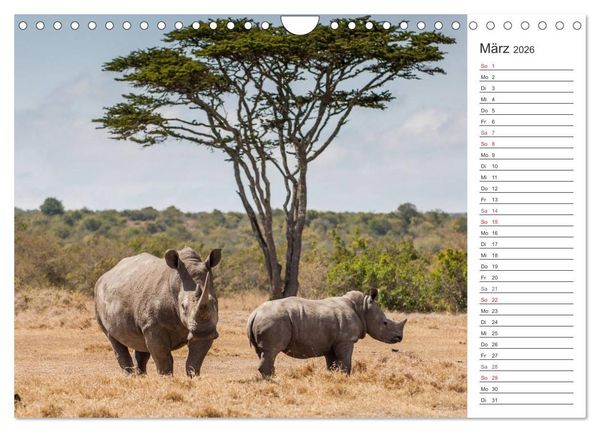 Produktbild: Emotionale Momente: Nash&ouml;rner (Wandkalender 2026 DIN A4 quer), CALVENDO Monatskalender