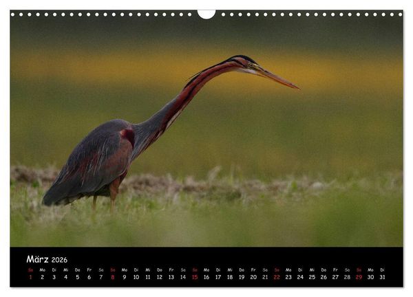 Produktbild: Naturjuwelen - Neusiedler See (Wandkalender 2026 DIN A3 quer), CALVENDO Monatskalender