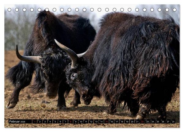 Produktbild: Kuh und Co. (Tischkalender 2026 DIN A5 quer), CALVENDO Monatskalender