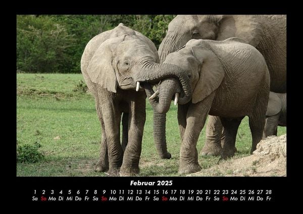 Produktbild: Der Elefantenkalender 2025 Fotokalender DIN A3