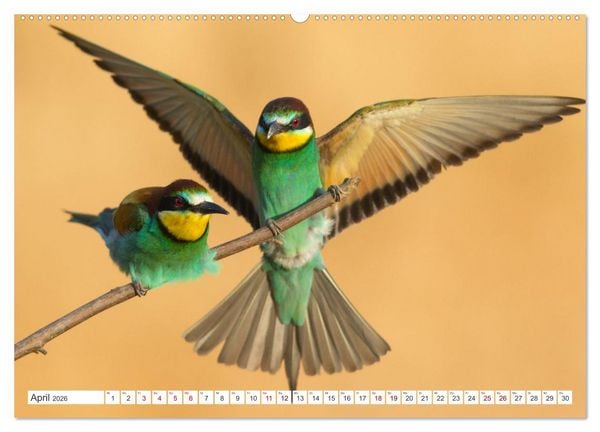 Produktbild: Bunte Flieger (hochwertiger Premium Wandkalender 2026 DIN A2 quer), Kunstdruck in Hochglanz