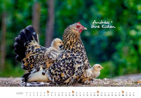 Produktbild: H&uuml;hner Kalender 2027