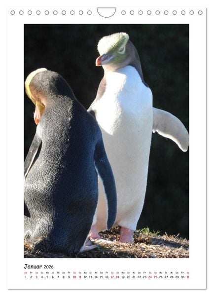 Produktbild: Neuseelands Pelzrobben und Gelbaugenpinguine (Wandkalender 2026 DIN A4 hoch), CALVENDO Monatskalender