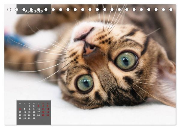 Produktbild: Bengal K&auml;tzchen (Tischkalender 2026 DIN A5 quer), CALVENDO Monatskalender