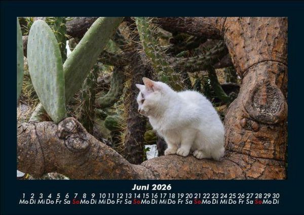 Produktbild: F&uuml;r Katzenfreunde 2026 Fotokalender DIN A5