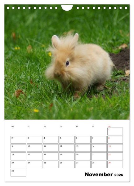 Produktbild: Kaninchen Terminplaner (Wandkalender 2026 DIN A4 hoch), CALVENDO Monatskalender