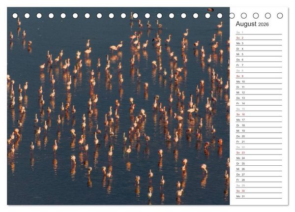 Produktbild: Flamingo Impressionen 2026 (Tischkalender 2026 DIN A5 quer), CALVENDO Monatskalender