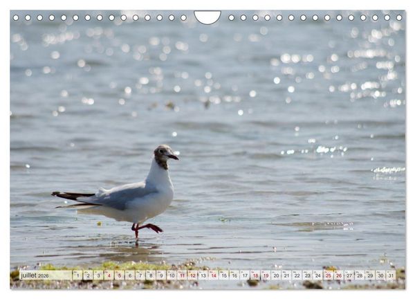 Produktbild: Oiseaux libres et sauvages (Calendrier mural 2026 DIN A4 vertical), CALVENDO calendrier mensuel