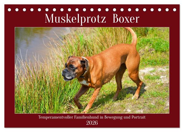 Produktbild: Muskelprotz Boxer (Tischkalender 2026 DIN A5 quer), CALVENDO Monatskalender