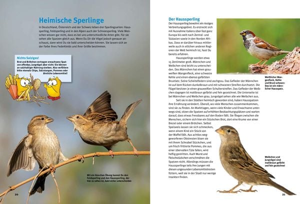 Produktbild: Entdecke die Spatzen