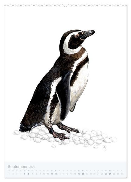 Produktbild: Pinguine - 13 Illustrationen (hochwertiger Premium Wandkalender 2026 DIN A2 hoch), Kunstdruck in Hochglanz