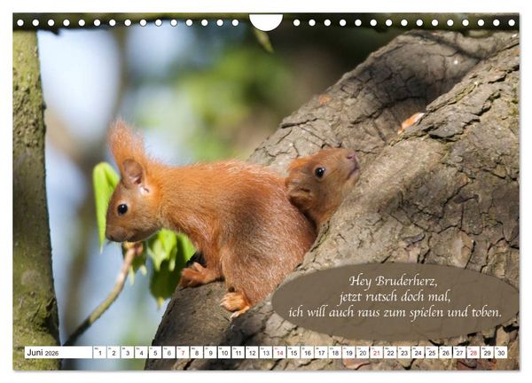Produktbild: Eichh&ouml;rnchen - Lustige Kurzgeschichten mit den quirligen Wildtieren (Wandkalender 2026 DIN A4 quer), CALVENDO Monatskalender
