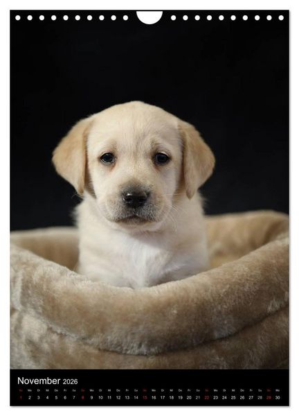 Produktbild: Labrador Welpen (Wandkalender 2026 DIN A4 hoch), CALVENDO Monatskalender