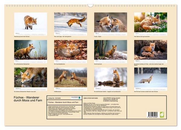 Produktbild: F&uuml;chse - Wanderer durch Moos und Farn (Wandkalender 2027 DIN A2 quer), CALVENDO Monatskalender