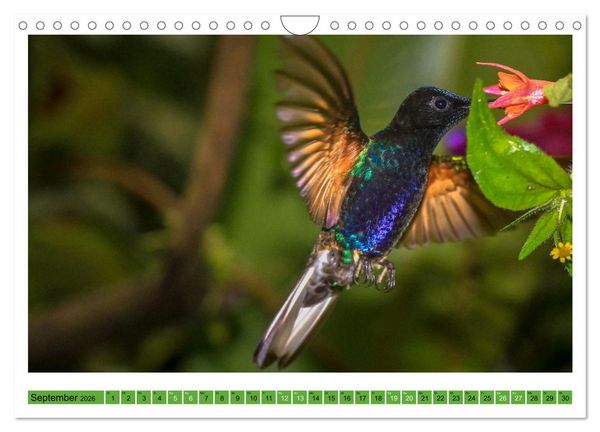 Produktbild: Kolibris; Anmut, Sch&ouml;nheit, Farben (Wandkalender 2026 DIN A4 quer), CALVENDO Monatskalender