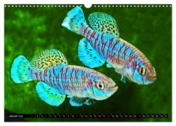 Produktbild: Killifische &ndash; Bunte Fische Afrikas (Wandkalender 2026 DIN A3 quer), CALVENDO Monatskalender