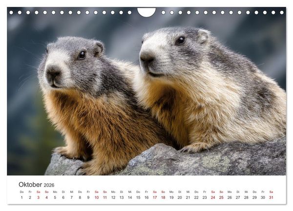 Produktbild: Alpenpl&uuml;sch - Mit Murmeltieren durchs Jahr (Wandkalender 2026 DIN A4 quer), CALVENDO Monatskalender