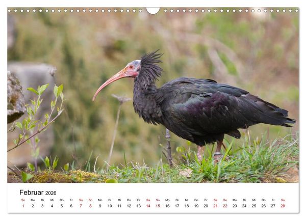 Produktbild: Der Waldrapp - Ein skurriler Vogel (Wandkalender 2026 DIN A3 quer), CALVENDO Monatskalender