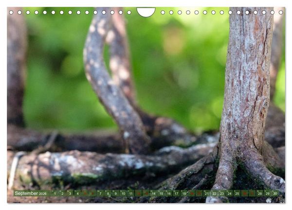 Produktbild: Bonsai ganz nah (Wandkalender 2026 DIN A4 quer), CALVENDO Monatskalender