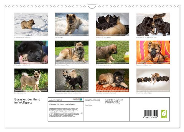 Produktbild: Eurasier, der Hund im Wolfspelz (Wandkalender 2026 DIN A3 quer), CALVENDO Monatskalender