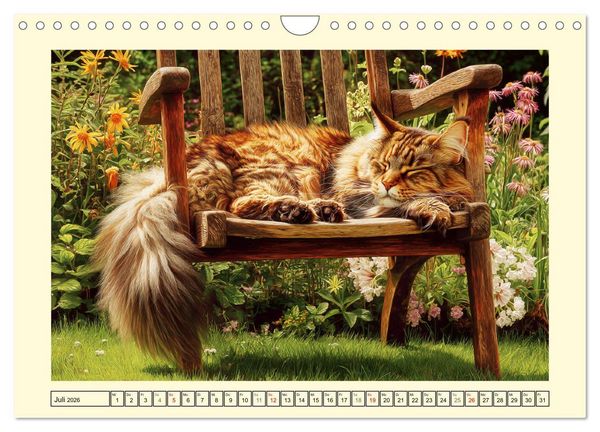 Produktbild: Main-Coon-Katzen. Die imposanten Waldkatzen im Garten (Wandkalender 2026 DIN A4 quer), CALVENDO Monatskalender